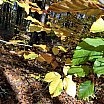 Herbstspaziergang - Herbstwald
